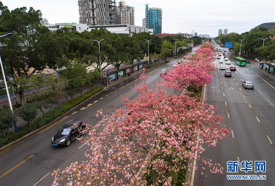 柳州木棉花图片