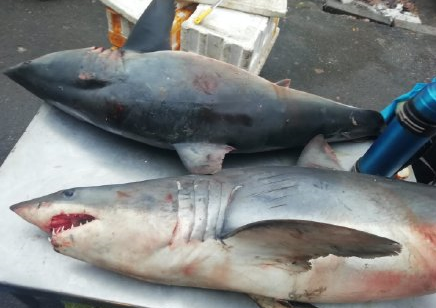 网传大连街头有鲨鱼出售监管部门称暂未发现