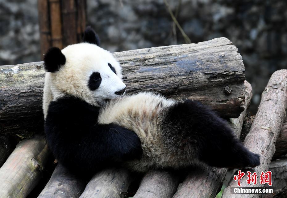 大熊猫冬日卖萌憨态可掬迷倒粉丝