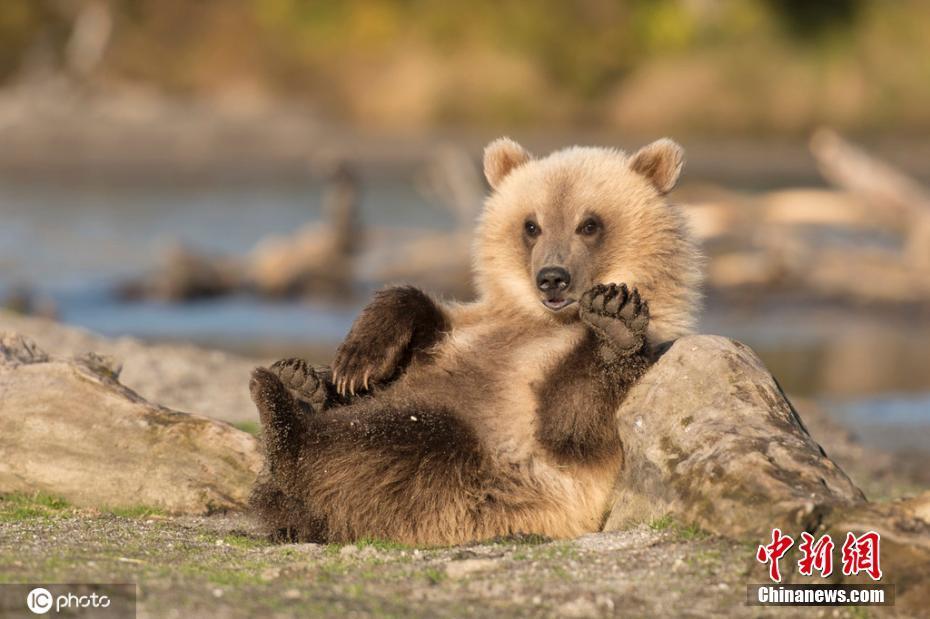 俄罗斯小棕熊对镜头卖萌 捂脸挥手模样可爱