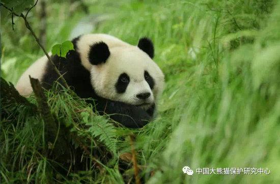 圈養繁育的大熊貓子代個體經野化培訓後,放歸到歷史分佈區內生活繁衍