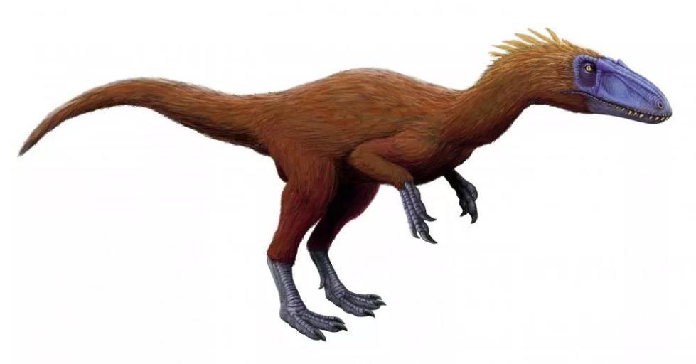 h 来源wiki百科03 韩国鸟足迹分布于麻地沟足迹点.