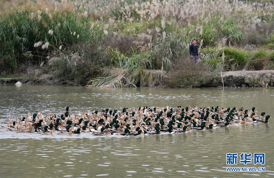 广西环江:养殖香鸭助增收