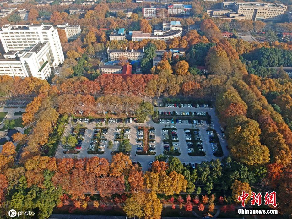 12月4日,湖北武汉,被誉为森林式大学的华中科技大学校园里,梧桐