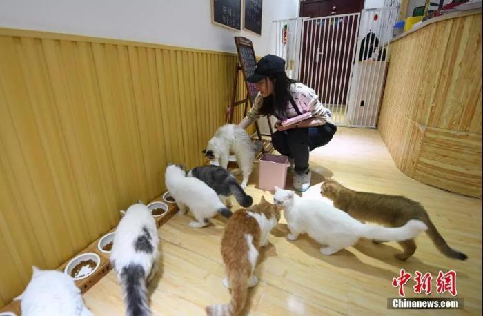 在浙江杭州，一家拥有60余只猫的撸猫馆走红，受到年轻人与爱猫者的热捧。中新社记者 王刚 摄