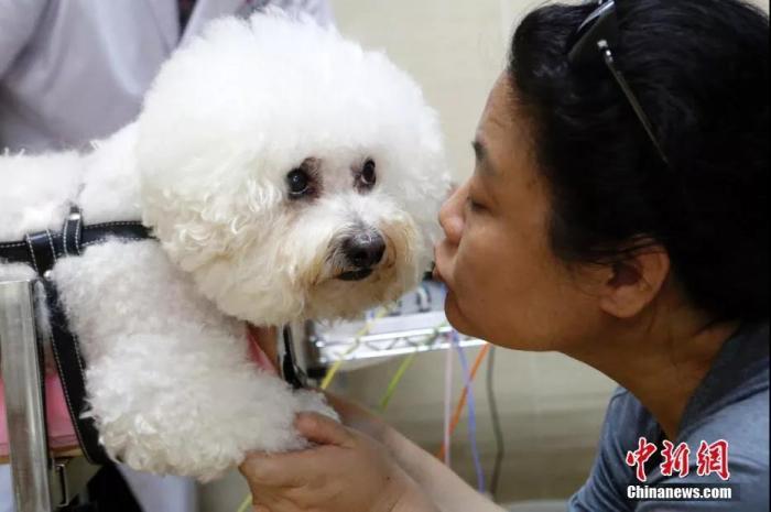 主人陪伴一只患重度椎间盘疾病导致后躯瘫痪的宠物狗接受针灸治疗。中新社记者 李慧思 摄