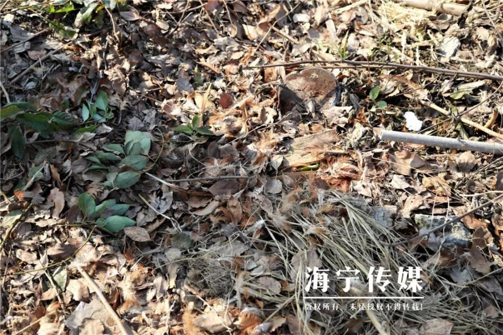 浙江海宁一处房屋底下惊现"地下迷宫"!竟藏着2只猪獾