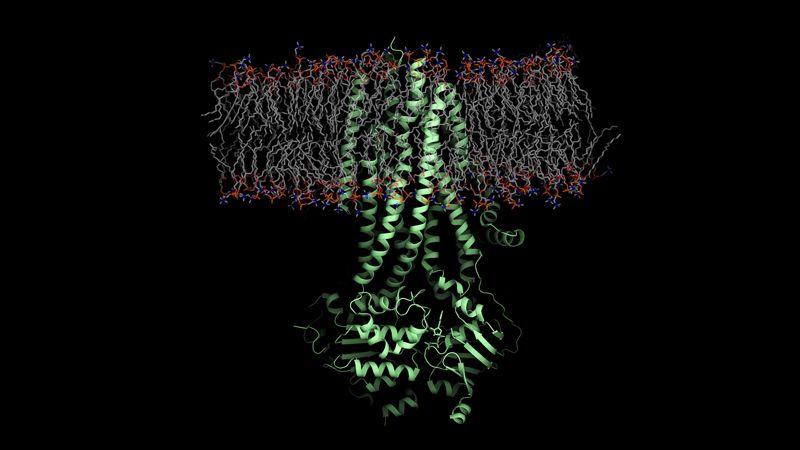 囊性纤维化病患的跨膜传导调节因子（CFTR）的蛋白（绿色）模型。图片来源：美国《科学》杂志官网