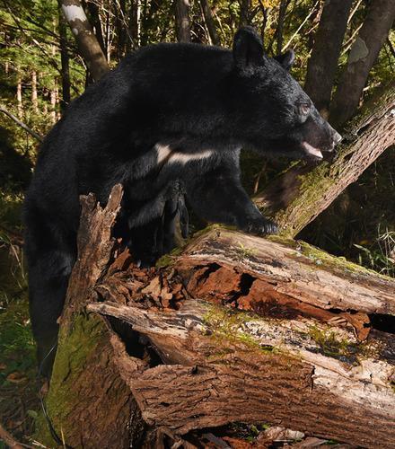 日本发布黑熊悬赏令要求斩首后保鲜邮寄网友得请忍者