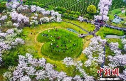 南昌凤凰沟“心形”草坪与白色樱花，画面无比浪漫唯美。鲍赣生摄