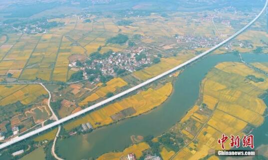 泰和稻田。邓和平 摄