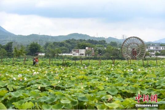 江西赣县千亩荷花绽放 鲍赣生 摄