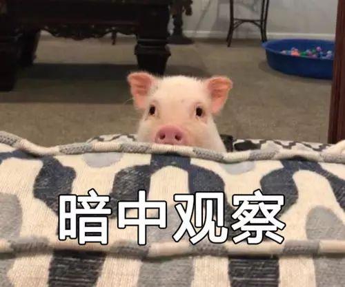 私运16头小猪被查司机急了送你一头放过我