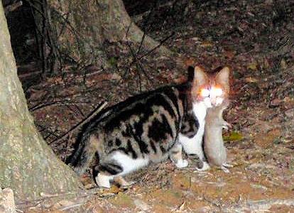 日本这岛闹 猫灾 政府出手捕野猫 抓了110只送市民养