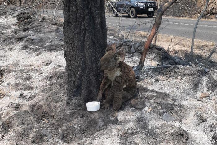 被山火困住的考拉 图片来源 澳大利亚广播公司