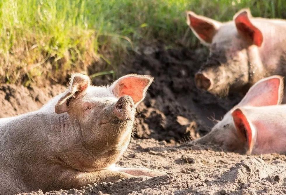 猪：笑着活下去。图片来源：Pixabay