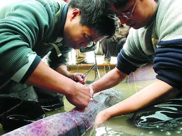 图片来源：楚天都市报