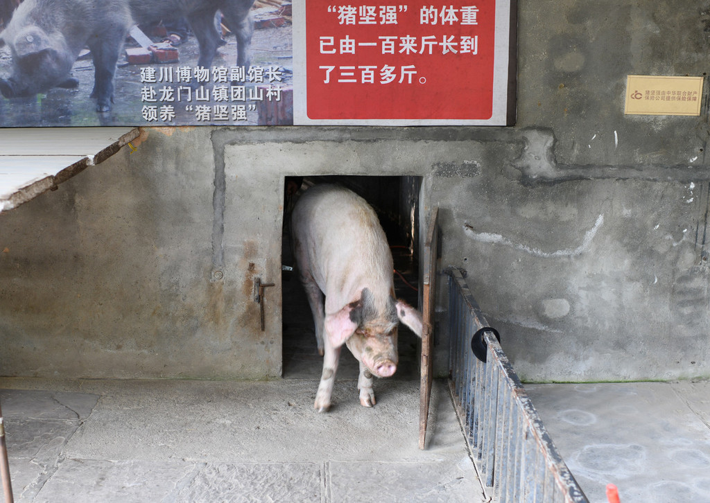 汶川地震“猪坚强”晒日光浴 新年前将入住“独栋别墅”