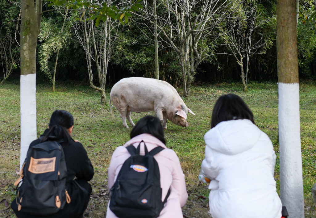 汶川地震“猪坚强”晒日光浴 新年前将入住“独栋别墅”