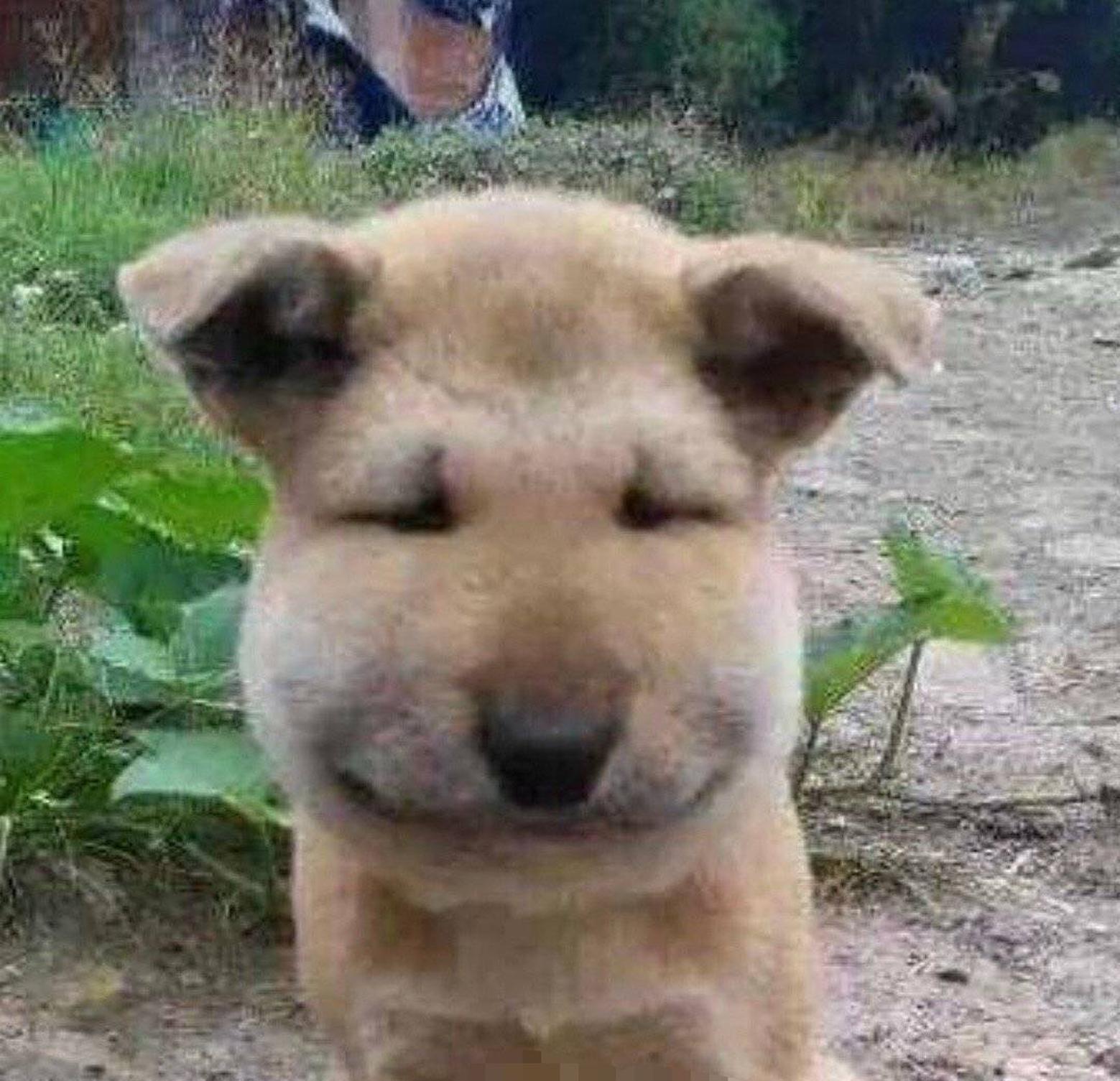 周冬雨拔完智齿后晒照撞脸被蜜蜂蛰了的狗狗心疼又搞笑