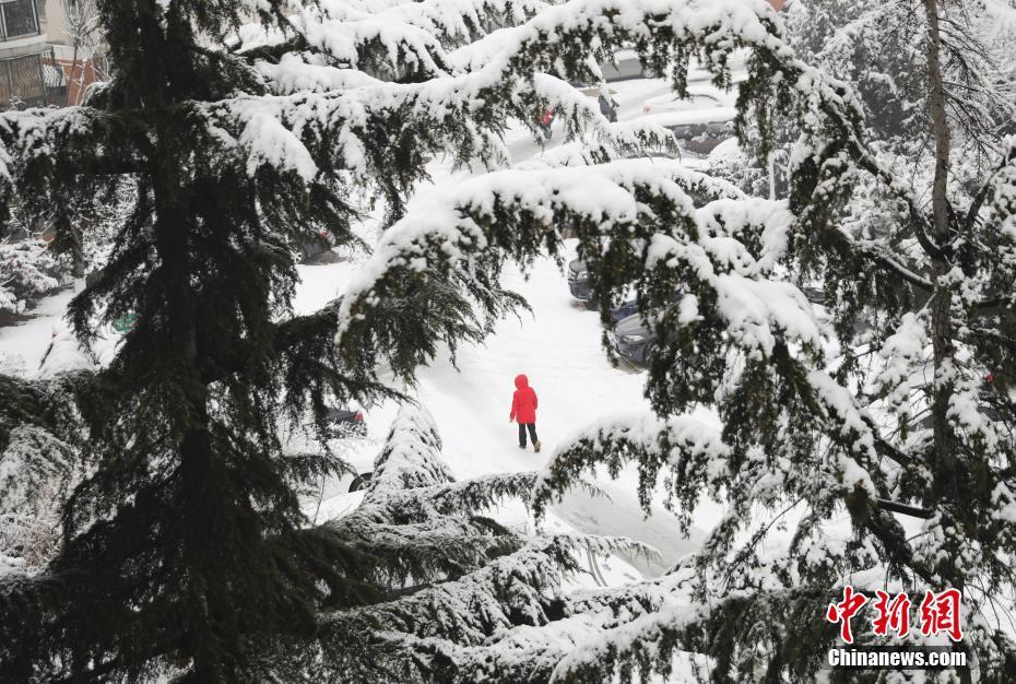 2020年北京第一场雪 市民街头拍摄雪后美景