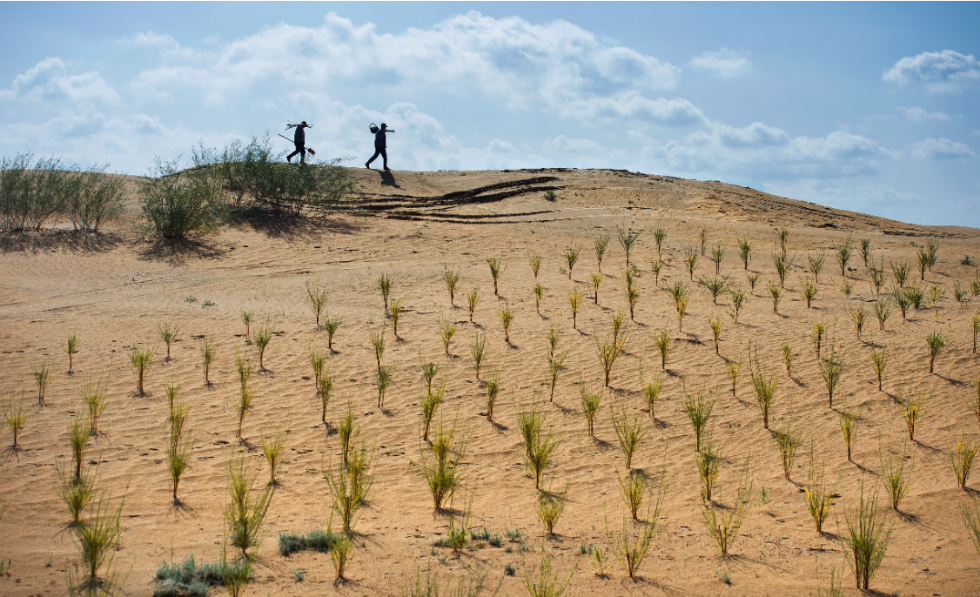 图为在内蒙古库布其沙漠蚂蚁森林48号林,巡护员巡护沙柳.