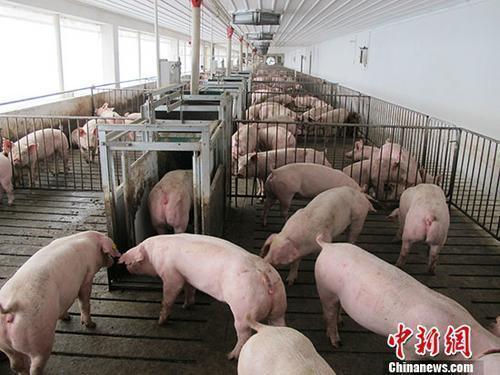 资料图：生猪养殖场。中新社记者 林浩 摄