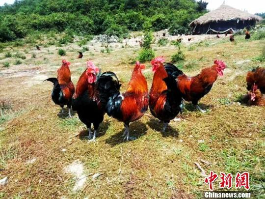 资料图：贵州省福泉市仙桥乡的山地草棚鸡养殖。 福轩 摄