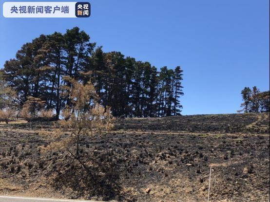 藍山變黑山森林一片死寂記者深入澳大利亞山火受災地區