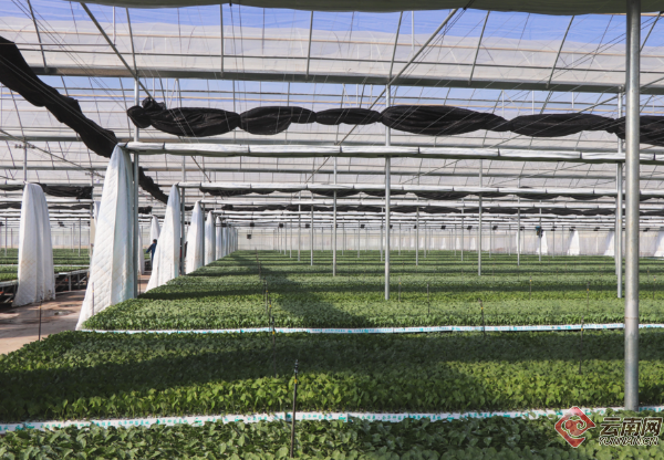 致富经一亩地赚60万种生菜一年五茬的简单介绍