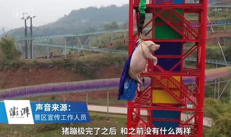 全网都在心疼:为了迎接鼠年,一头猪被迫蹦极!这样的猪生太惨了