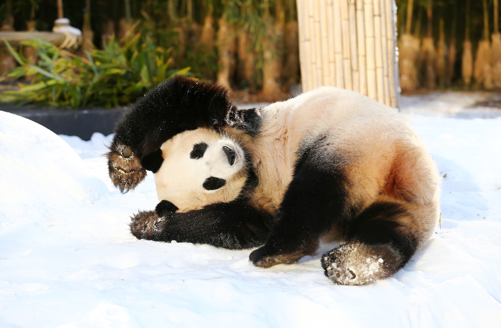 旅韩大熊猫“爱宝”雪地里玩疯了 打滚撒欢够嗨！