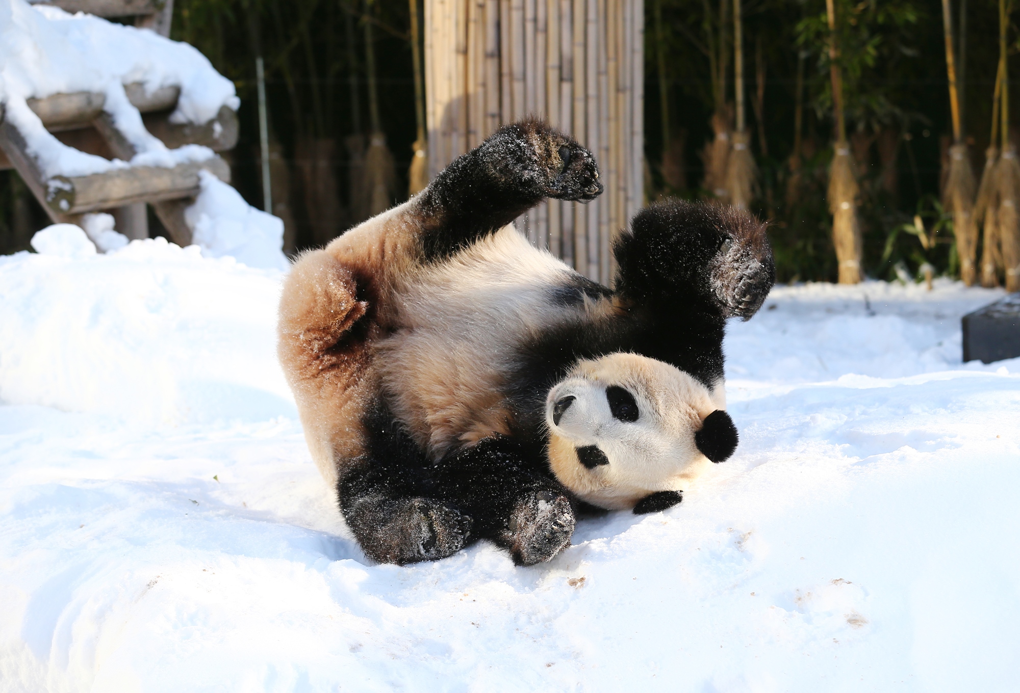 旅韩大熊猫“爱宝”遇雪超兴奋！啃雪人自嗨玩疯了|爱宝|大熊猫|乐园_新浪新闻