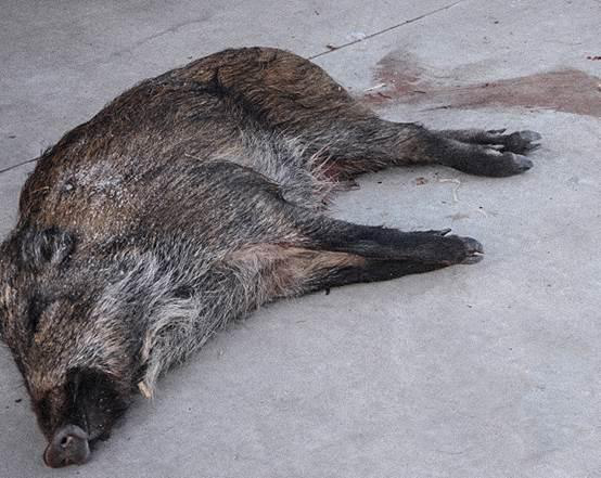△图为被捕猎工具捕杀的野猪