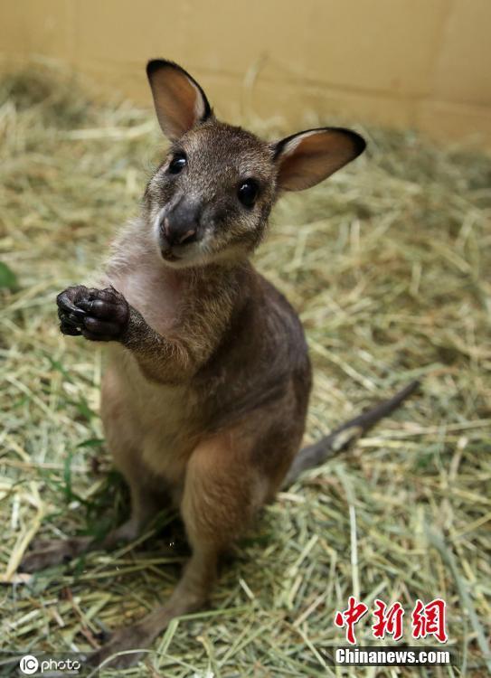 德动物园一袋鼠宝宝遭弃养饲养员上阵当妈