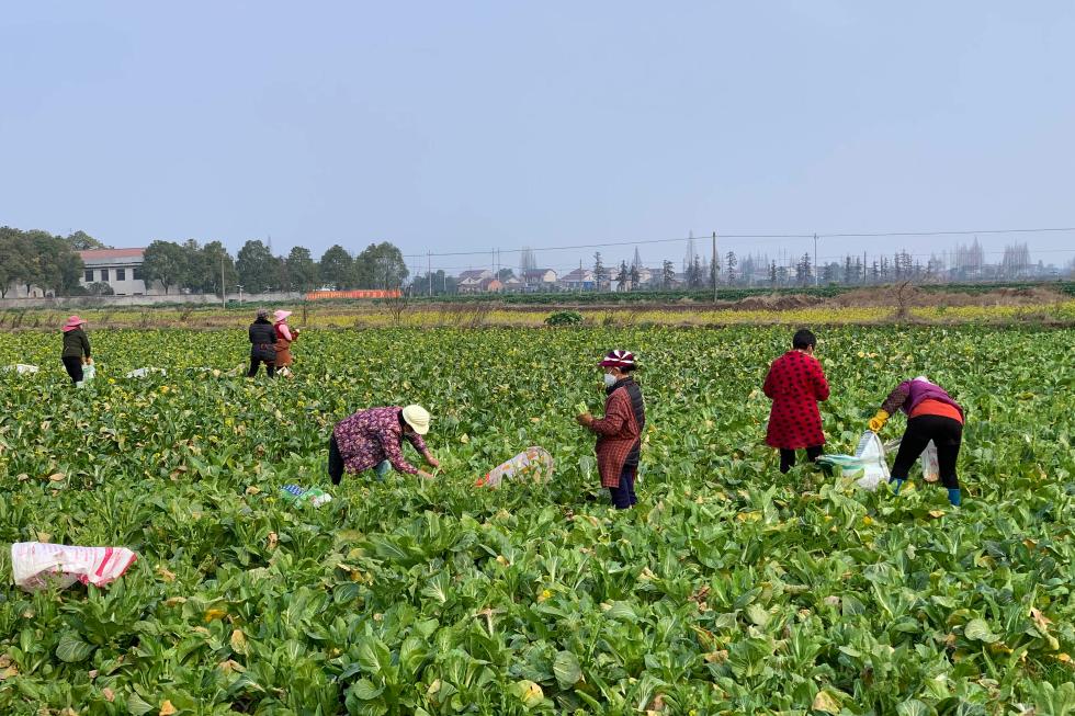 2月7日，湖南省南县三立蔬菜合作社菜农在采摘蔬菜。新华社发