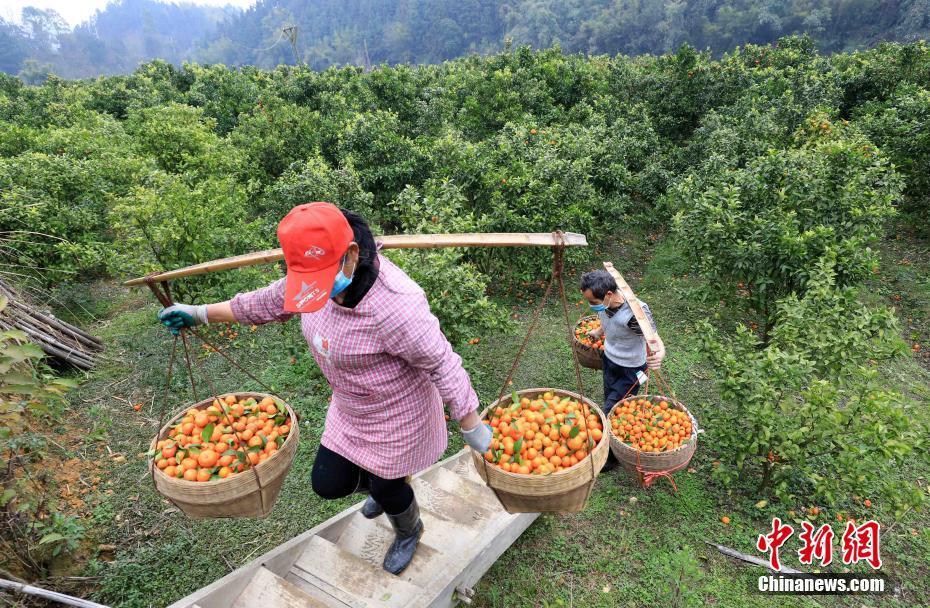 广西北部山区果农采收16吨砂糖橘捐赠武汉抗 疫