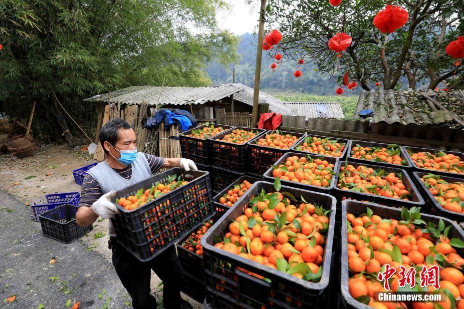 广西北部山区果农采收16吨砂糖橘捐赠武汉抗 疫