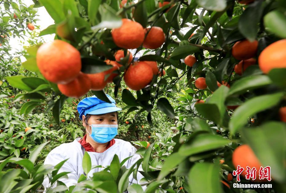 广西北部山区果农采收16吨砂糖橘捐赠武汉抗 疫