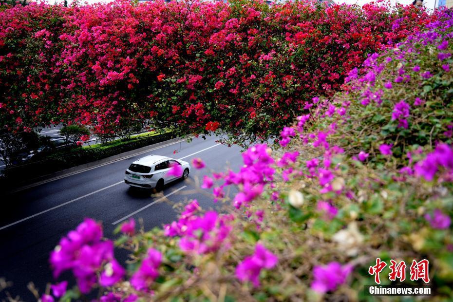 簕杜鵑綻放花城廣州