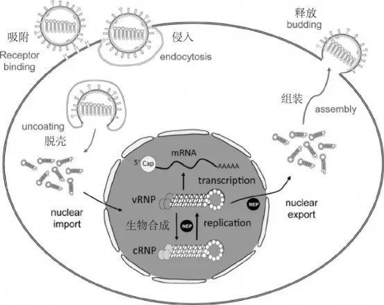 病毒复制示意图