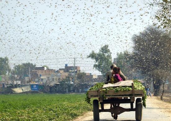 这是2月15日在巴基斯坦东部旁遮普省奥卡拉地区拍摄的蝗虫肆虐景象。新华社发