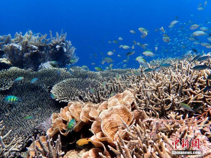 海水温度或再升澳大利亚大堡礁白化复原进度恐受阻 Acfun弹幕视频网 认真你就输啦 W ノ つロ