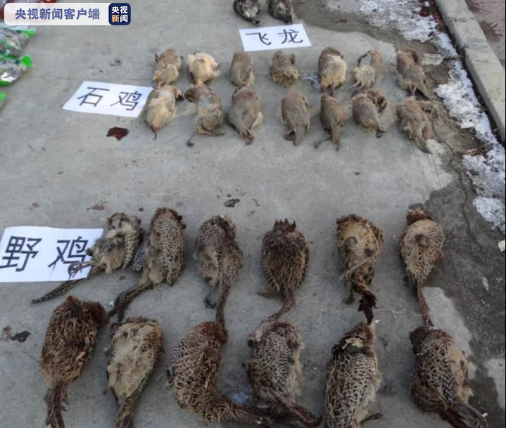 黑龙江警方查获5000余只野生动物死体8000余只活体