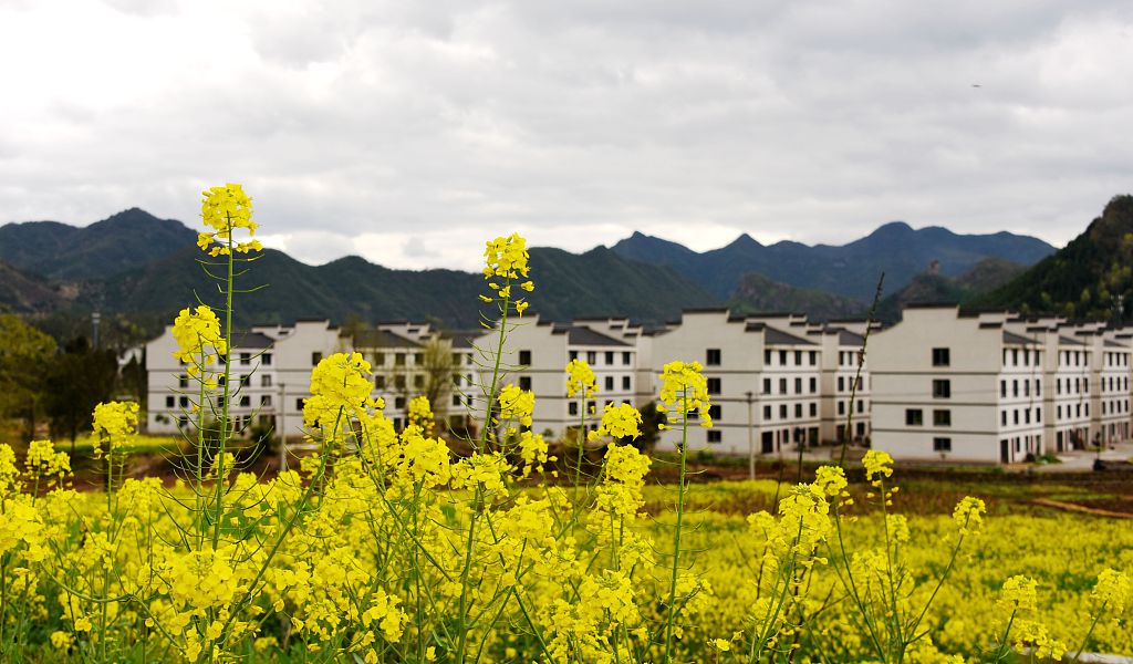 浙江台州春暖花开乡村春意浓