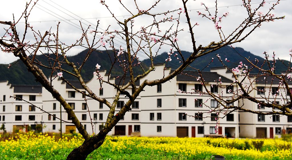 浙江台州春暖花开乡村春意浓