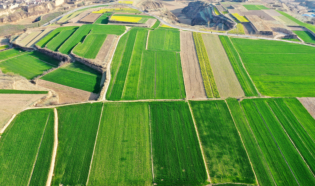 2020年3月17日,无人机拍摄的山西省临汾市襄汾县新城镇伯玉村麦田和