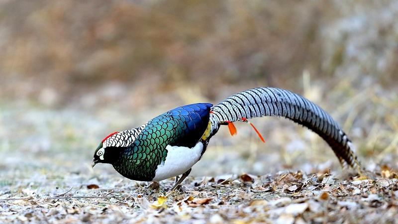 男子非法猎捕食用野鸡获刑系国家保护动物