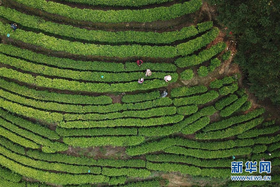 茶园添新绿 春茶采摘忙