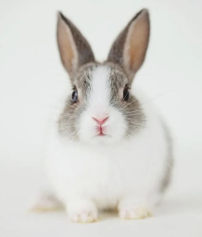 "兔颜"女孩到底有什么魔力并且两女主的"兔颜系"长相也撞了!